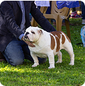 精彩赛事预告 - 东升国际